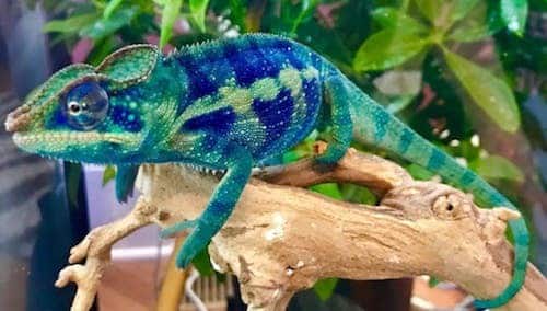 Ambanja panther chameleon for sale