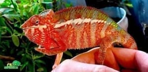 ambilobe chameleon