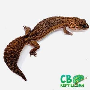 baby African fat tail gecko