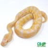 baby Albino ball python