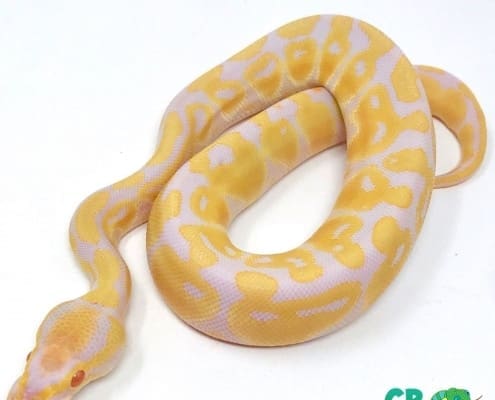 baby Albino ball python