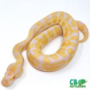 baby ball python