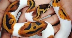 baby ball python for sale