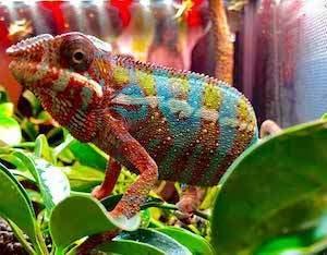 baby chameleons for sale