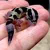 striped white out fat tail gecko for sale