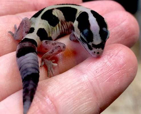 striped white out fat tail gecko for sale