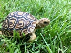 baby leopard tortoise