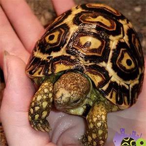 baby leopard tortoises