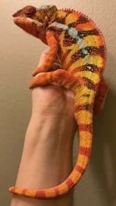 baby panther chameleon