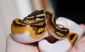 piebald ball python