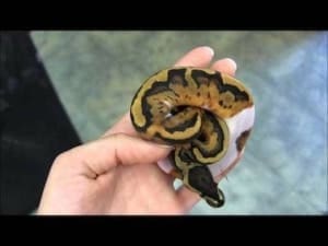 baby pied ball python for sale