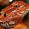 baby red bearded dragon for sale