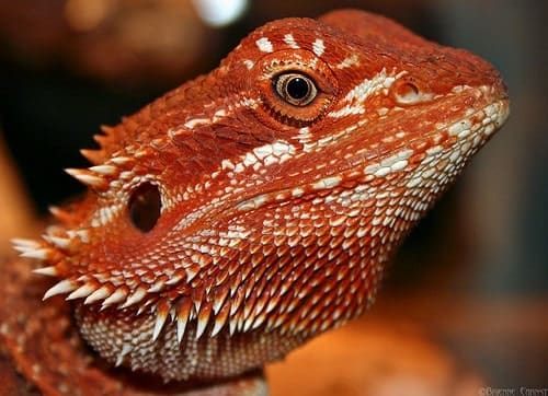 Baby Red Bearded Dragon With Live Arrival Guarantee - XYZReptiles.