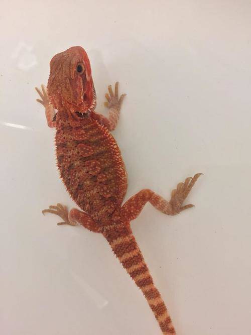 baby red bearded dragon