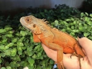 baby red iguana