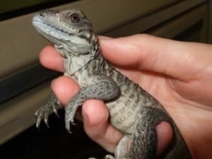 baby iguana for sale