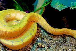 ball python breeder