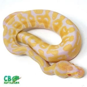 ball python breeders