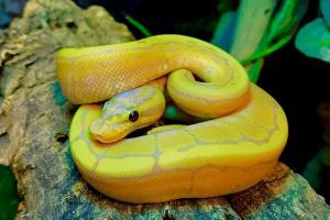 ball python breeders