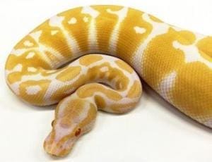 ball python for sale near me