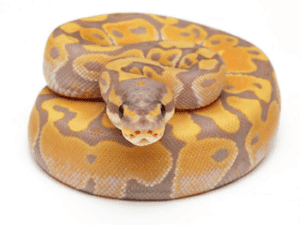 banana ball python