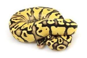 best ball python breeders