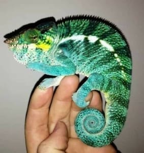 blue ambanja panther chameleon