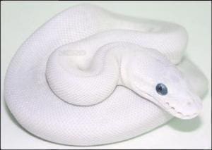 blue eyed Lucy ball python for sale