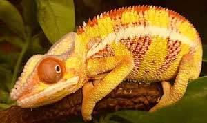 chameleons for sale near me