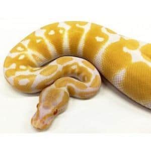 ball python