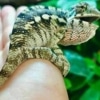 chameleon breeder