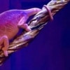 chameleon breeders