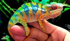 chameleon for sale near me