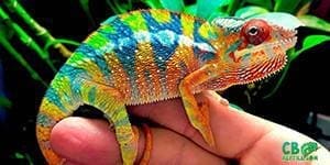 chameleon habitat for sale