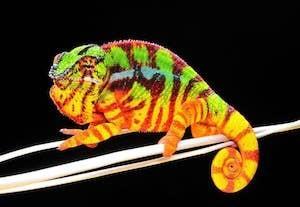 pet chameleon for sale