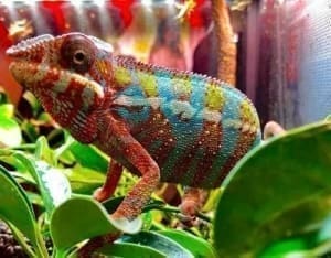 chameleons for sale