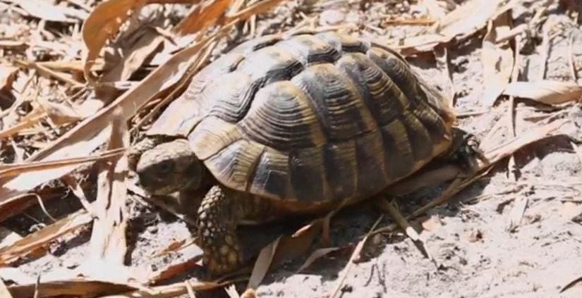 eastern Hermann's tortoise