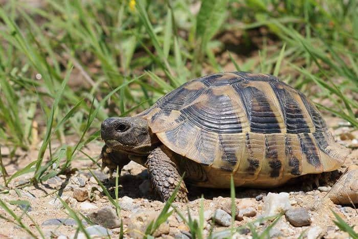 Eastern Hermann's Tortoise for sale buy baby hermann's tortoise for