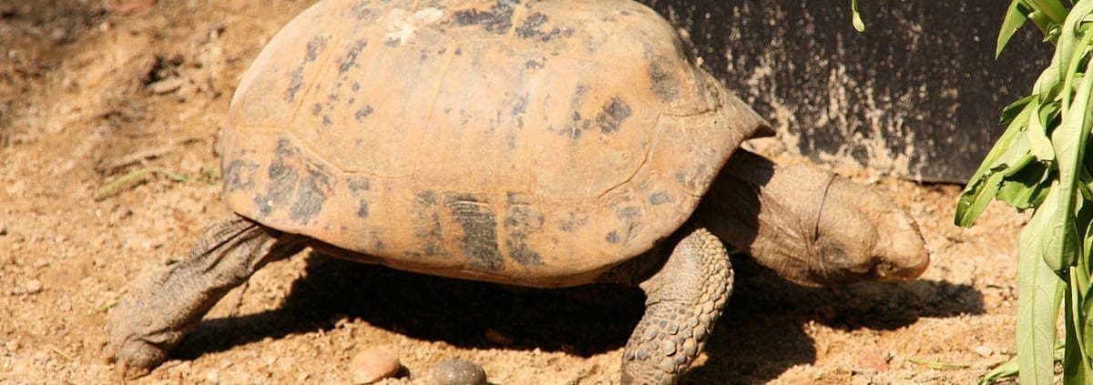 elongated tortoise for sale