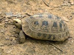 elongated tortoise for sale