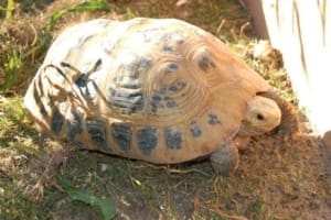 elongated tortoises for sale