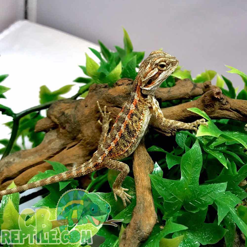 fancy bearded dragon