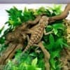 fancy bearded dragon for sale