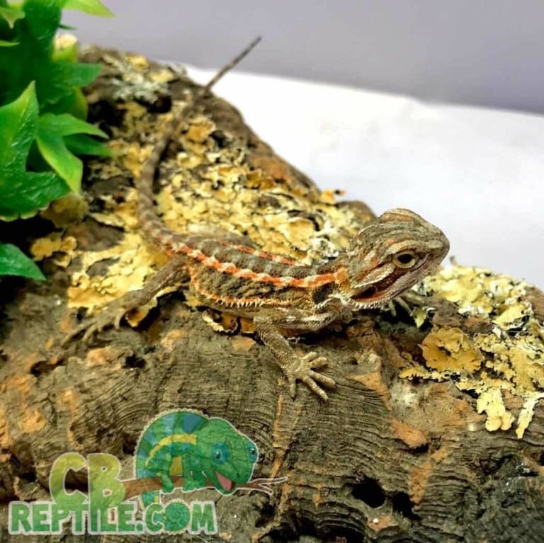 Translucent Morph Translucent Bearded Dragon Morph Care, Genetics & Color Guide | CB Reptile