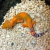 firewater blood leopard gecko for sale