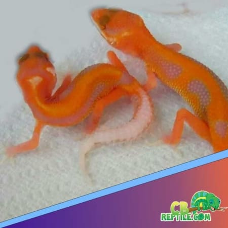 firewater leopard gecko for sale