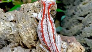 gargoyle gecko