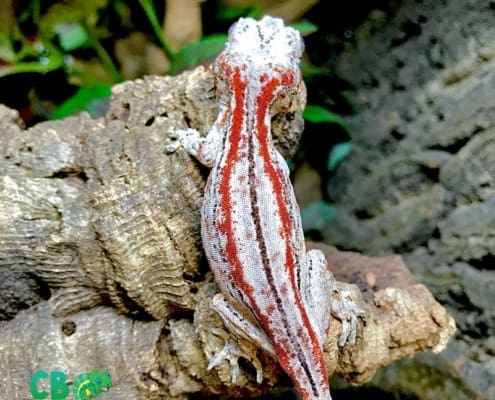 gargoyle gecko