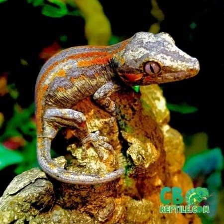gargoyle gecko breeder