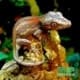 gargoyle gecko breeder